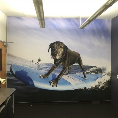 wall graphics dog surfing